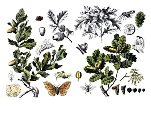 Useful plants, cultivated plants