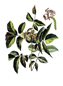 Useful plants, cultivated plants