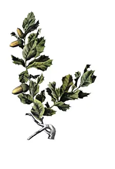 Useful plants, cultivated plants