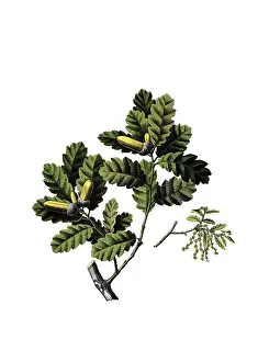 Useful plants, cultivated plants