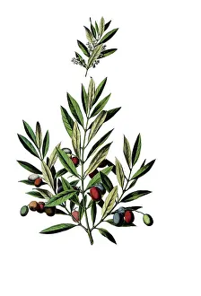 Useful plants, cultivated plants