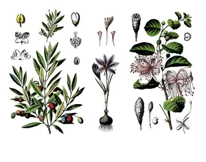 Useful plants, cultivated plants