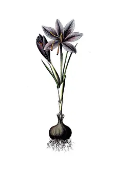 Useful plants, cultivated plants