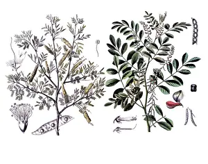Useful plants, cultivated plants