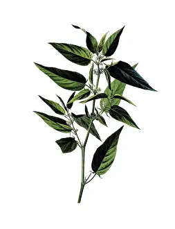 Framed Print : Useful plants, cultivated plants