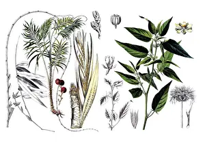 Useful plants, cultivated plants