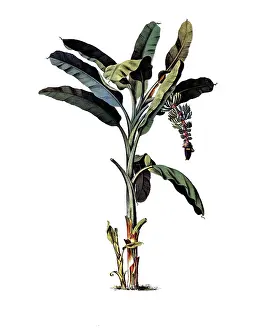 Useful plants, cultivated plants