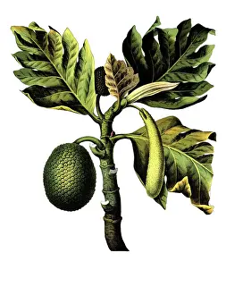 Useful plants, cultivated plants