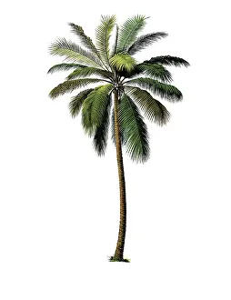 Useful plants, cultivated plants