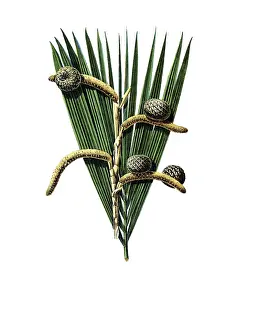 Useful plants, cultivated plants