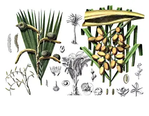Useful plants, cultivated plants