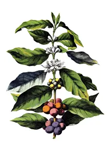 Useful plants, cultivated plants