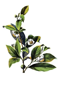 Useful plants, cultivated plants