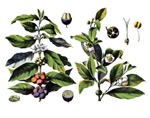 Useful plants, cultivated plants