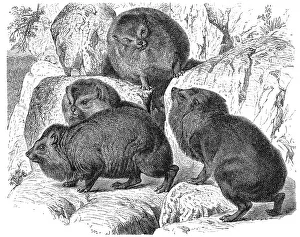 Ushkoko, Abyssinian Rock Hyrax