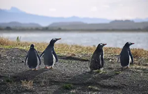 Ushuaia, Tierra del Fuego, Argentina