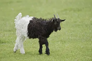 Valais black-necked goat or Vallesana goat (Capra aegagrus f)