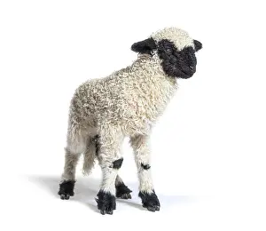 Valais Blacknose, German: Walliser Schwarznasenschaf