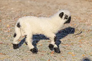 A Valais Blacknose lamb (Avis Aries) runs across a frost-covered pasture in early morning light