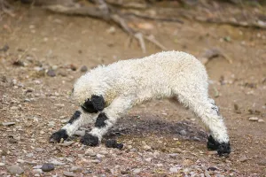 A Valais Blacknose sheep lamb (Avis Aries) stands on a pasture on hilly ground