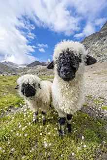Two Valais Blacknose sheep (Ovis gmelini aries)