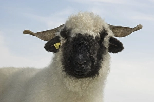 Valais Blacknose Sheep, purebred