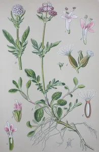 Valerian (Valeriana officinalis)