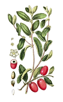 Valeriana officinalis, true valerian, also known as medicinal valerian or greater valerian, digital reproduction of a historical original, between 1790 and 1810