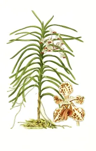 Vanda tricolor, orchid, orchid