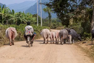 Vang Vieng, Laos - Feb 2016: Heard of black and albino water buffalos overpassed by car in Laotian countryside