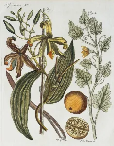 Vanilla (Vanilla planifolia) and Bitter apple (Citrullus colocynthis)