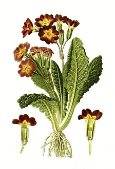 Variabilis, polyanthus, cowslip