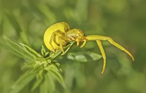 Variable crab spider Misumena vatia'<br> Variable crab spider Misumena vatia