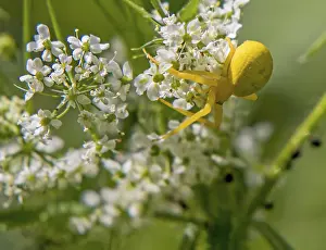 Variable crab spider misumena vatia'<br> Variable crab spider misumena vatia