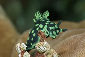 Variable neon slug (Nembrotha kubaryana)