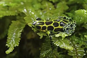 Variable poison dart frog (Ranitomeya variabilis)
