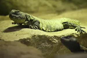 Variable spiny-tailed agama (Uromastyx acanthinura)