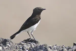 Variable Wheatear (Oenanthe picata), India, Asia
