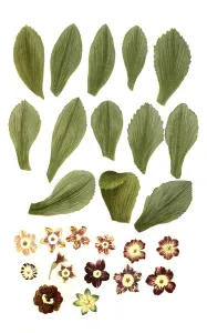 Variants of the least primrose (Primula minima)