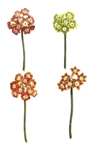 Variants of the least primrose (Primula minima)