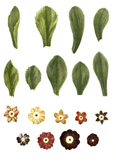 Variants of the least primrose (Primula minima)