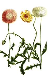 Variations of the cornflower, a