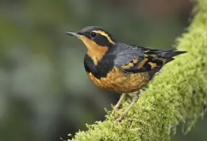 Varied Thrush (Ixoreus naevius)