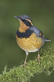 Varied Thrush (Ixoreus naevius)
