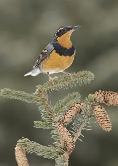 Varied Thrush (Ixoreus naevius) perched on a branch