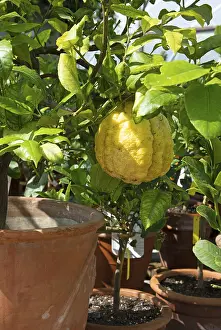 Variegated citron, Citrus limonmedica Maxima Variegata