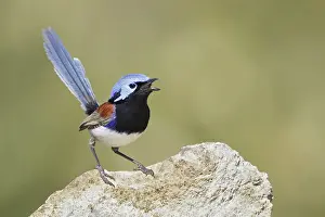 Variegated Fairywren (Malurus lamberti assimilis) male singing