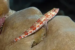 Variegated lizardfish (Synodus variegatus)
