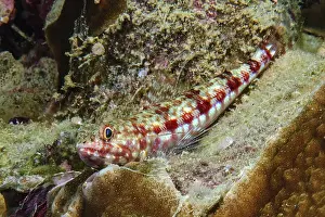Variegated lizardfish (Synodus variegatus) lies between stony corals (Acropora) in coral reef