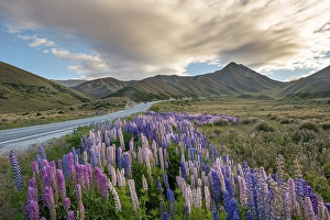 Category Mountain Landscapes Prints: Variegated lupines (Lupinus polyphyllus) in mountain landscape
